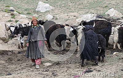 Ladakhi woman with yaks Editorial Stock Photo