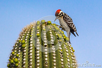 Ladder-Backed Woodpecker Stock Photo