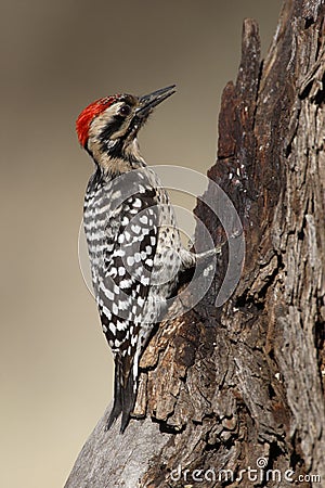 Ladder-backed woodpecker, Picoides scalaris Stock Photo