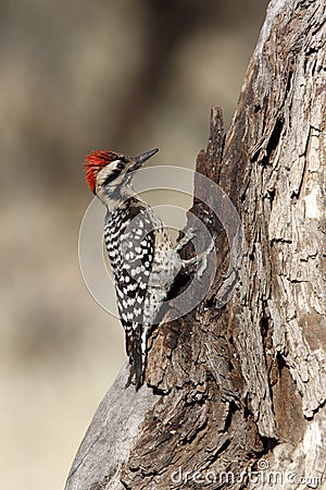 Ladder-backed woodpecker, Picoides scalaris Stock Photo