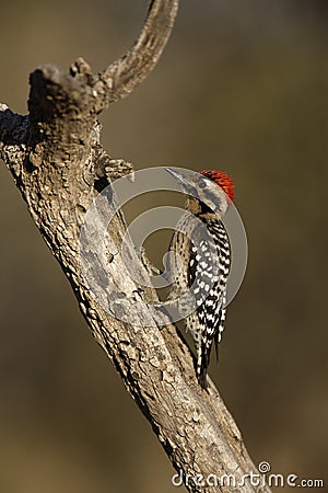 Ladder-backed woodpecker, Picoides scalaris Stock Photo