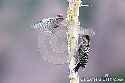 Ladder-backed woodpeckers near a tree Stock Photo