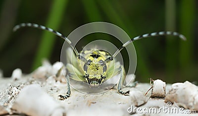 Ladder marked longhorn beetle, Saperda scalaris with aphid on its head Stock Photo