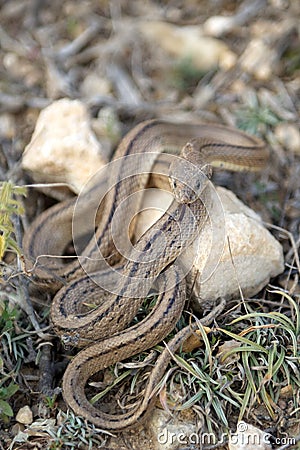 Ladder snake Stock Photo