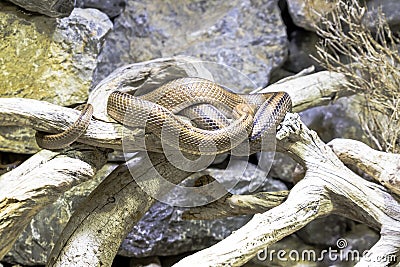 Ladder snake coiled on a trunk Stock Photo