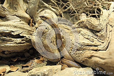 Ladder snake Stock Photo