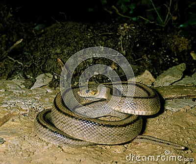 Ladder Snake, elaphe scalaris Stock Photo