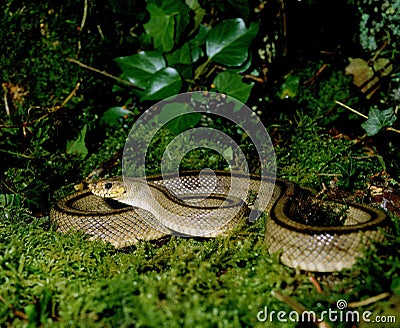 Ladder Snake, elaphe scalaris Stock Photo