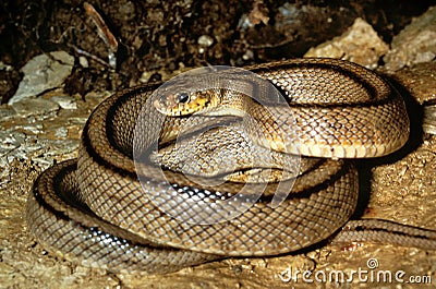 Ladder Snake, elaphe scalaris, Adult Stock Photo