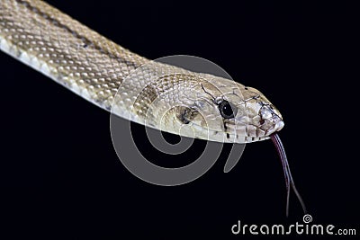 Ladder snake (Rhinechis scalaris) Stock Photo