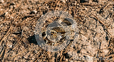 Ladder snake rolled to attack Stock Photo