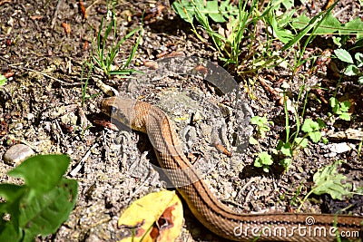 Ladder snake head (Rhinechis scalaris). La Rioja Spain. Stock Photo