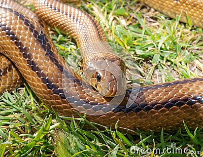 ladder snake, zameinis scalaris Stock Photo