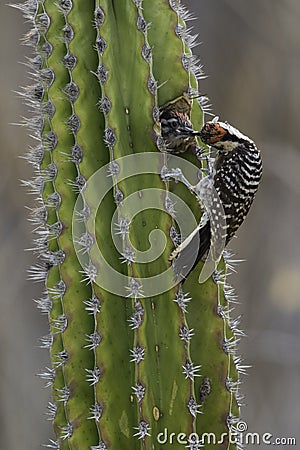 Ladderspecht, Ladder-backed Woodpecker, Picoides scalaris Stock Photo