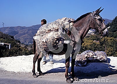 Laden donkey on mountain road, Spain. Editorial Stock Photo