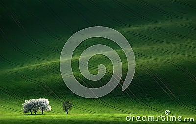 Ladies in White.White spring flowering trees on a background of a green hill, which is highlighted by the setting sun Stock Photo