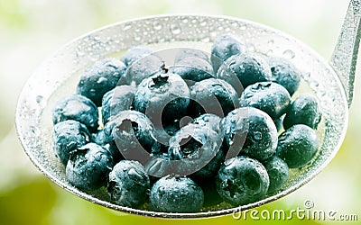 Ladle full of freshly harvested blueberries Stock Photo