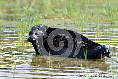 Ladoga ringed seal Stock Photo