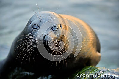 The Ladoga ringed seal ( Pusa hispida ladogensis) close up. Stock Photo