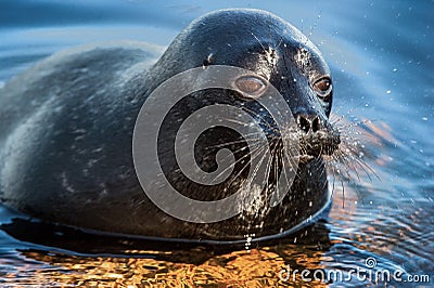 The Ladoga ringed seal resting on a stone. Close up portrait. Stock Photo