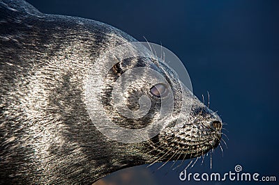 The Ladoga ringed seal resting on a stone. Close up portrait, side view. Stock Photo