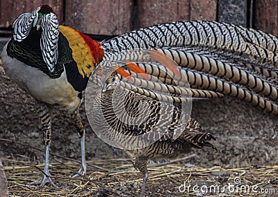 Lady Amherst`s pheasants in nuptial dance Stock Photo