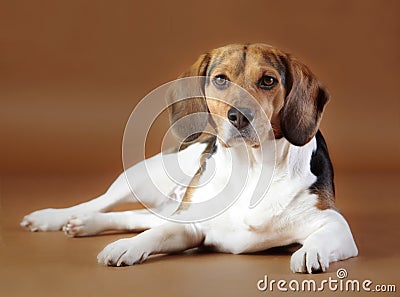 Lady beagle Stock Photo