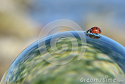 Lady beetle Stock Photo