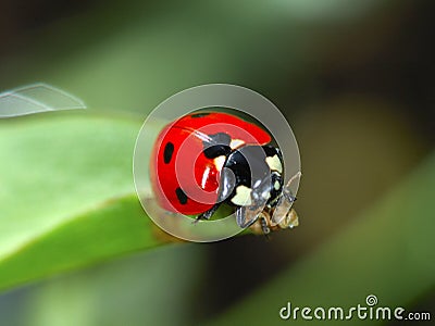 Lady Beetle Stock Photo