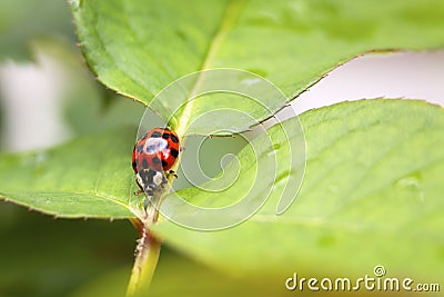 Lady Bug Stock Photo