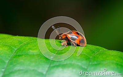 Lady Bug Stock Photo