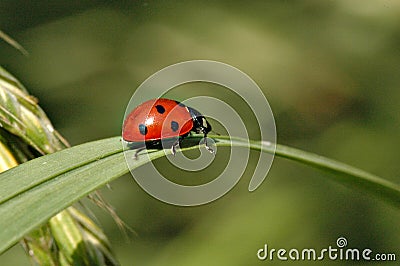 Lady bug Stock Photo