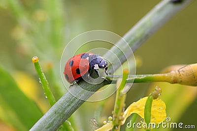 Lady bug Stock Photo