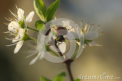 Lady Bug on the blossomed tree - still life Stock Photo