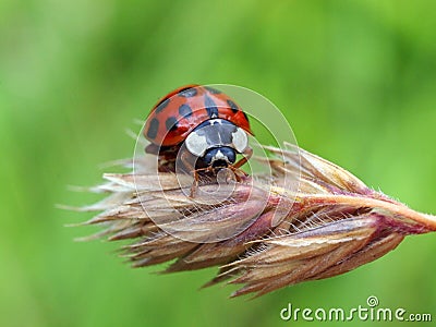 Lady bug Stock Photo