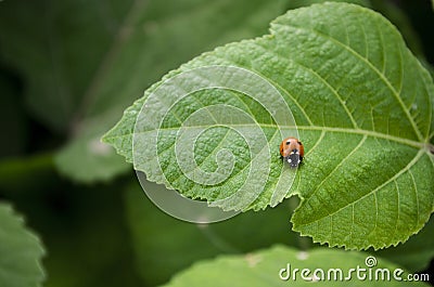 Lady Bug Stock Photo