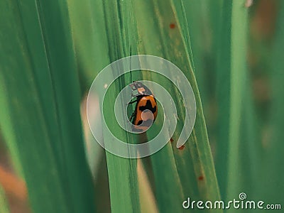 Lady Bug Coccinella transversalis Stock Photo