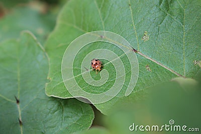 Lady bug. haputhale city, Sri Lanka Stock Photo