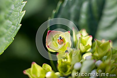 Lady bug on Hortensia Stock Photo