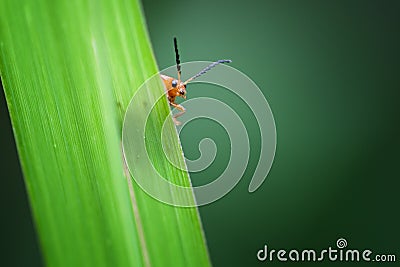 Lady bug on leaf Stock Photo