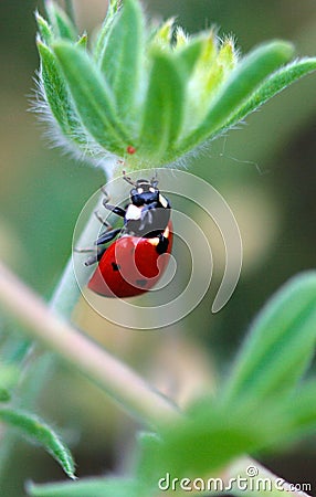 Lady bug Stock Photo