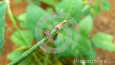 A Symbol of Freedom: Marvel at the Splendor of a Ladybug's Pre-Flight Preparations Stock Photo