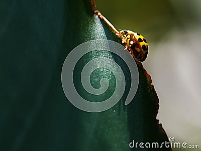 lady bug walking on a leaf Stock Photo