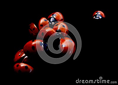 Lady Bugs Stock Photo