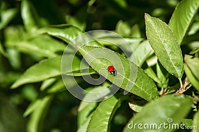 A Lady Bug crawls along a fruit tree leaf searching for food. Stock Photo