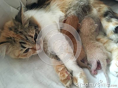 A lady-cat feeds the little kittens Stock Photo