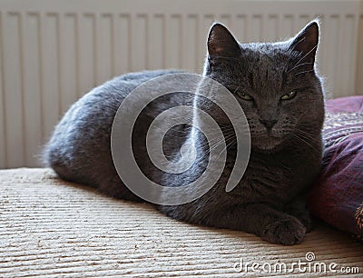 Lady-cat Stock Photo