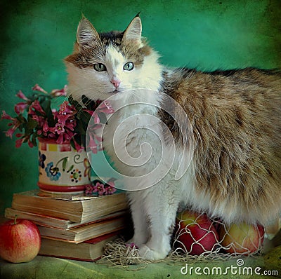 lady-cat and still life Stock Photo