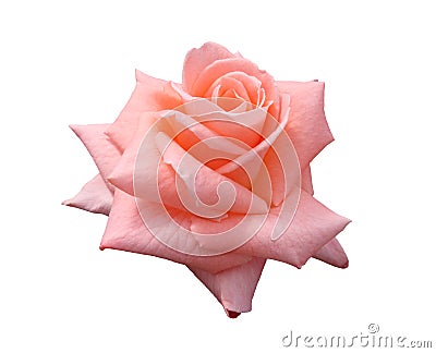 Lady Di Grandiflora Rose Stock Photo