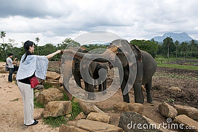 A lady feeds one of the older elephants at the Pinnawala Elephant Orphanage (Pinnawela) in Sri Lanka. Editorial Stock Photo